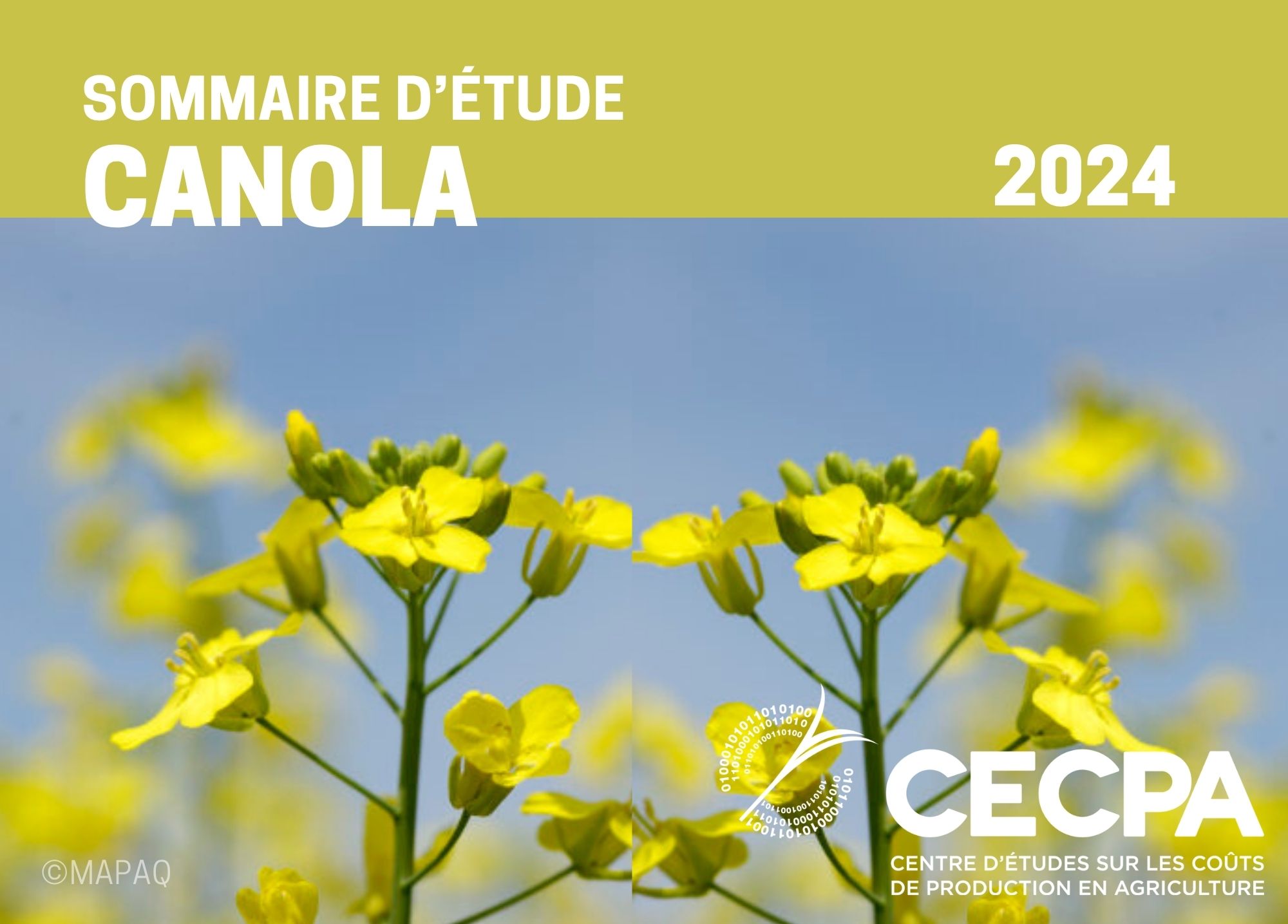 étude : SOMMAIRE - COÛT DE PRODUCTION - CANOLA 2024